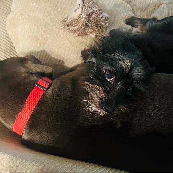 Meet your Posher, Samantha - Picture 2 of 15